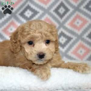 Parker, Bich-Poo Puppy